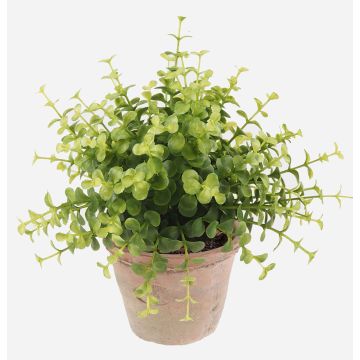 Eucalyptus artificiel LUCANO, en pot en terre cuite, vert, 20cm, Ø20cm