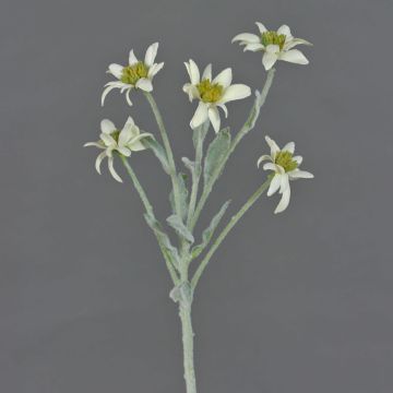 Edelweiss artificiel SOPHIA, blanc, 40cm, Ø5-6cm