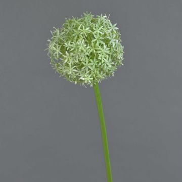 Fleur d'allium artificiel SAMARA, crème, 75cm, Ø12cm