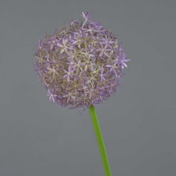 Fleur d'allium artificiel SAMARA, lilas, 75cm, Ø12cm