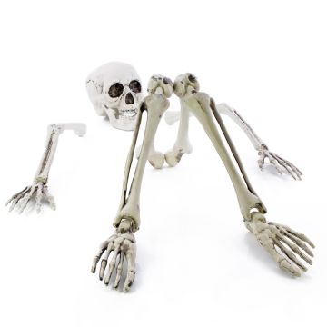 Décoration d'Halloween : morceaux de squelette ADALBERT avec 5 piquets, 19 cm, 45 cm, 66 cm Décoration d'Halloween : morceaux de squelette ADALBERT avec 5 piquets, 19 cm, 45 cm, 66 cm