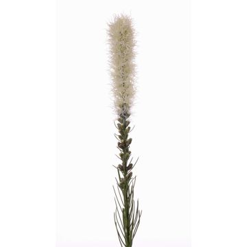 Plume du Kansas artificielle MITSA, crème, 80cm, Ø5cm Plume du Kansas artificielle MITSA, crème, 80cm, Ø5cm