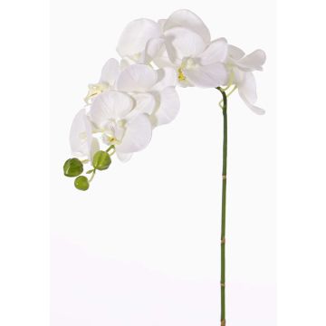 Tige d’orchidée artificielle GALINA, crème, 45cm, Ø7-8cm Tige d’orchidée artificielle GALINA, crème, 45cm, Ø7-8cm