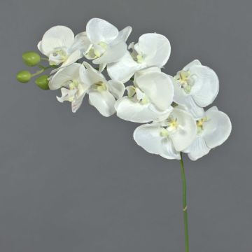 Tige d’orchidée artificielle GALINA, crème, 45cm, Ø7-8cm Tige d’orchidée artificielle GALINA, crème, 45cm, Ø7-8cm
