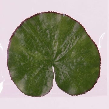 Feuilles de nénuphar artificielles AJAY, 10pcs, flottantes, vert, Ø13cm Feuilles de nénuphar artificielles AJAY, 10pcs, flottantes, vert, Ø13cm