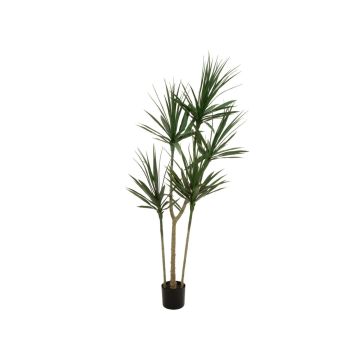 plastique Dracaena Marginata REBEKKAH, troncs artificiels, vert, 170cm plastique Dracaena Marginata REBEKKAH, troncs artificiels, vert, 170cm