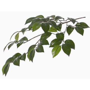Fausse branche de camélia RAVEN, vert, 70cm Fausse branche de camélia RAVEN, vert, 70cm