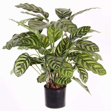 Calathea Makoyana artificiel GODE, vert-jaune, 65cm Calathea Makoyana artificiel GODE, vert-jaune, 65cm