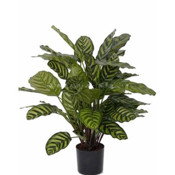 Calathea Makoyana artificiel GODE, vert-jaune, 65cm Calathea Makoyana artificiel GODE, vert-jaune, 65cm