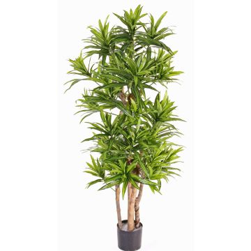 Dracaena Reflexa artificiel JEMIMA, troncs naturels, vert, 120cm