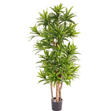Dracaena Reflexa artificiel JEMIMA, troncs naturels, vert, 120cm