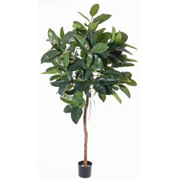 Caoutchouc artificiel AMREI, tronc naturel, vert, 150cm