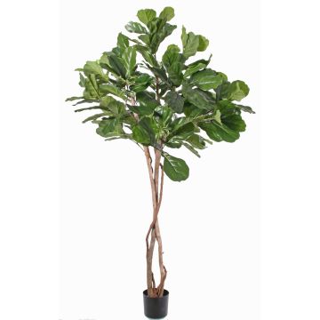 Ficus Lyrata artificiel HARVEY, troncs naturels, vert, 190cm Ficus Lyrata artificiel HARVEY, troncs naturels, vert, 190cm