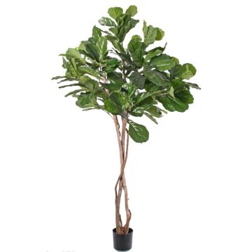 Ficus Lyrata artificiel HARVEY, troncs naturels, vert, 190cm Ficus Lyrata artificiel HARVEY, troncs naturels, vert, 190cm