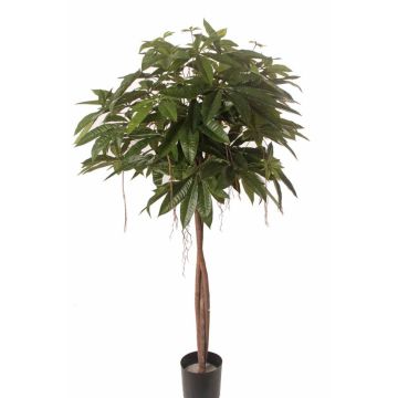 Pachira artificiel CASSY, troncs naturels, 150cm