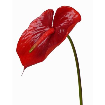 Anthurium artificiel MOIRA, rouge, 75cm, 13x20cm Anthurium artificiel MOIRA, rouge, 75cm, 13x20cm