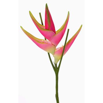Fleur de heliconia artificielle TOMKE, rose fuchsia-vert, 80cm, Ø30cm Fleur de heliconia artificielle TOMKE, rose fuchsia-vert, 80cm, Ø30cm