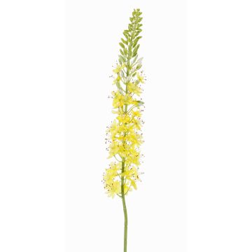 Eremurus artificiel SELINA, jaune, 105cm, Ø9cm Eremurus artificiel SELINA, jaune, 105cm, Ø9cm