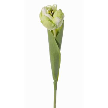 Tulipe artificielle ROMANA, vert-blanc, 45cm, Ø6cm Tulipe artificielle ROMANA, vert-blanc, 45cm, Ø6cm