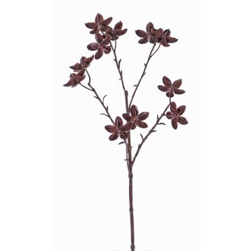 Branche de badianier de Chine artificielle DELANO avec fruits, brun, 60cm Branche de badianier de Chine artificielle DELANO avec fruits, brun, 60cm