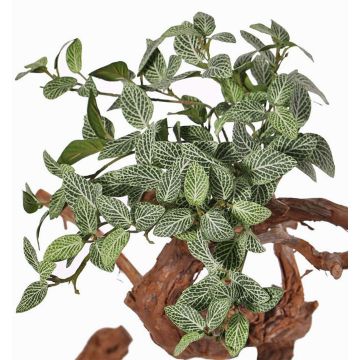 Fittonia artificiel NIKLAUS, piquet, ignifuge, vert-blanc, 30cm Fittonia artificiel NIKLAUS, piquet, ignifuge, vert-blanc, 30cm