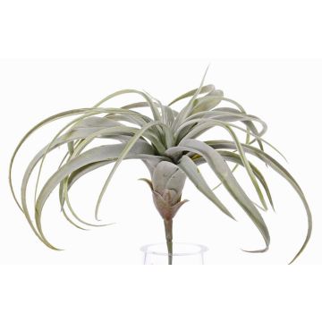 Tillandsia Cites en plastique ANELIA sur piquet, vert-gris, 30cm Tillandsia Cites en plastique ANELIA sur piquet, vert-gris, 30cm