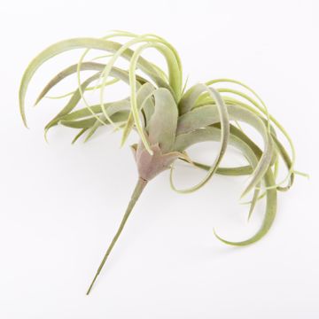 Tillandsia Cites en plastique ANELIA sur piquet, vert-gris, 30cm Tillandsia Cites en plastique ANELIA sur piquet, vert-gris, 30cm