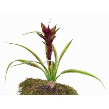 Guzmania artificiel ANELY avec fleurs, sur piquet, rouge, 40cm Guzmania artificiel ANELY avec fleurs, sur piquet, rouge, 40cm