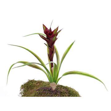 Guzmania artificiel ANELY avec fleurs, sur piquet, rouge, 40cm