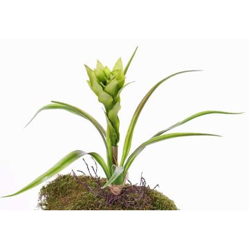 Guzmania artificiel ANELY avec fleurs, sur piquet, vert, 40cm Guzmania artificiel ANELY avec fleurs, sur piquet, vert, 40cm