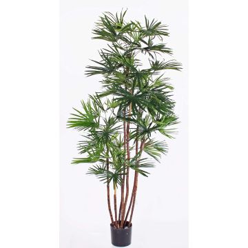 Rhapis excelsa artificiel GARRET, crossdoor, 160cm Rhapis excelsa artificiel GARRET, crossdoor, 160cm