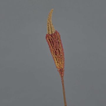 Bulbinella angustifolia artificiel TALUNA, brun-orange, 65cm, Ø6cm