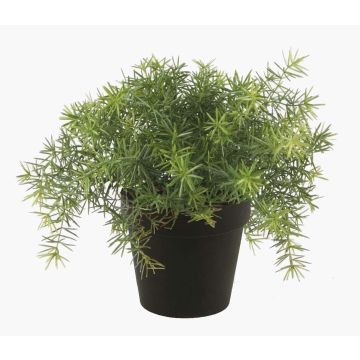 Asparagus sprengeri synthétique YANIS, 15cm