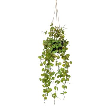Panier suspendu avec ceropegia BOLTEN, vert, 50cm Panier suspendu avec ceropegia BOLTEN, vert, 50cm