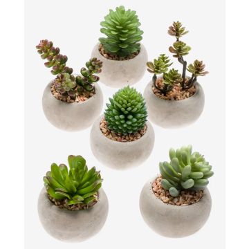 Plantes succulentes artificielles CAMBELA en pot en béton, 6 pièces, multicolore, Ø6,5cm