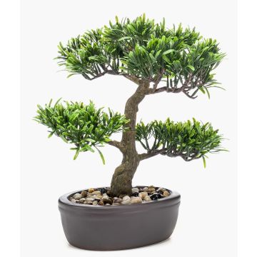 Bonsaï podocarpus GOYA en coupe déco, 30cm
