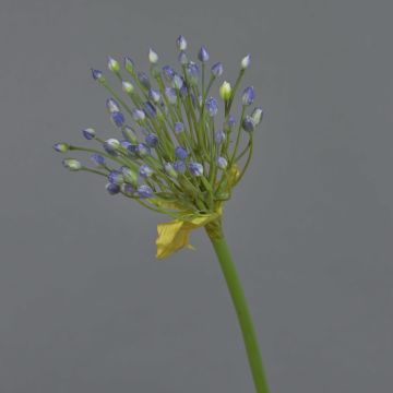 Ail ornemental artificiel KATYNA, bleu, 70cm
