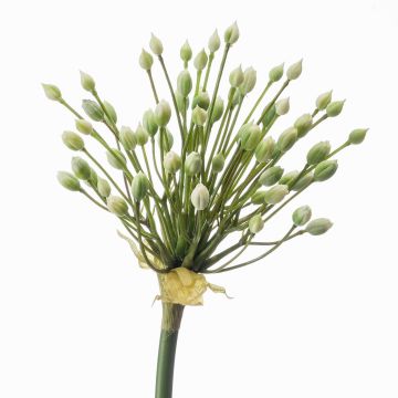 Ail ornemental artificiel KATYNA, crème, 70cm