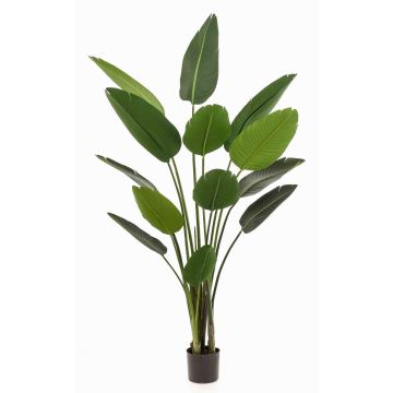 Plante artificielle Strelitzia PAVLOVA, vert, 190cm