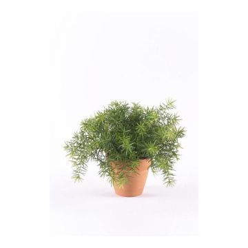 Asparagus sprengeri artificiel MONET en pot en terre cuite, 20cm