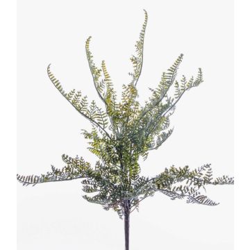 Fausse Fougère Polystichum INDIVAR sur piquet, vert, 30cm