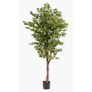 Ficus Benjamina artificiel BARTOLO, vrai tronc, vert, 170cm Ficus Benjamina artificiel BARTOLO, vrai tronc, vert, 170cm