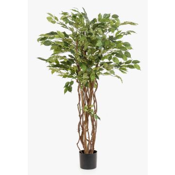 Faux Ficus Benjamina CARLOH, véritables troncs, vert, 140cm Faux Ficus Benjamina CARLOH, véritables troncs, vert, 140cm