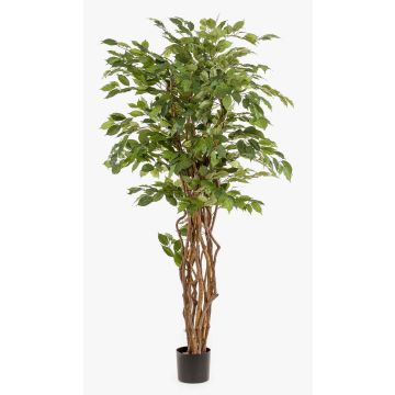 Faux Ficus Benjamina CARLOH, véritables troncs, vert, 170cm
