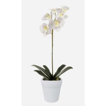 Orchidée Phalaenopsis artificielle ISIS, pot en céramique, blanc, 55cm