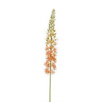 Eremurus artificiel AOMORI, crème-rose, 105cm