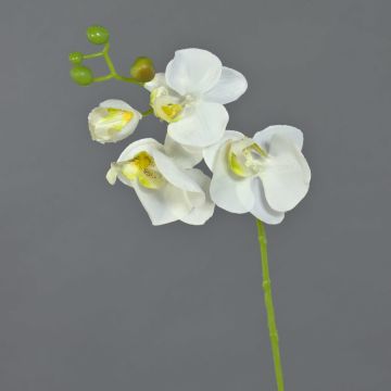 Tige d'orchidée Phalaenopsis en soie MINA, blanc, 55cm Tige d'orchidée Phalaenopsis en soie MINA, blanc, 55cm