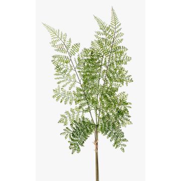 Branche de fougère polystichum HALIMA, vert, 60cm