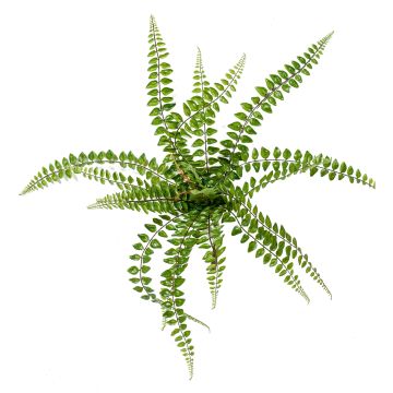 Fougère type Pellaea rotundifolia artificielle BELONA sur piquet, vert, 50cm