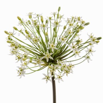 Allium artificiel BRAIS, blanc, 90cm